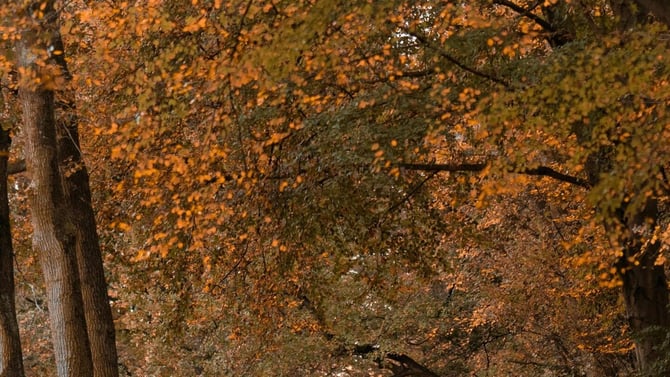 5 Best Ways to See Telluride Fall Colors (2026 Guide)