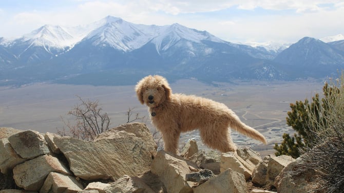 Pet-Friendly Telluride Vacation Rentals