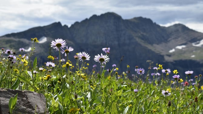 Best Telluride Hikes for Wildflower Season