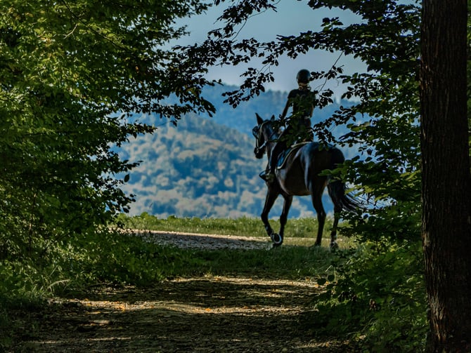 Lone rider on horseback on a sunlit forest trail