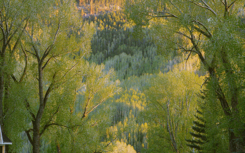 Telluride golden hour tree-lined street